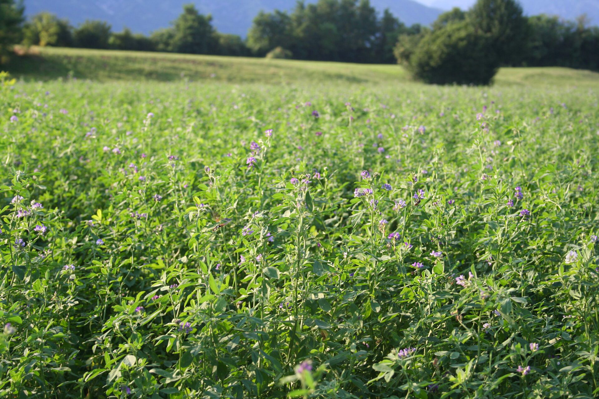 Alfalfa Field Alfalfa Field