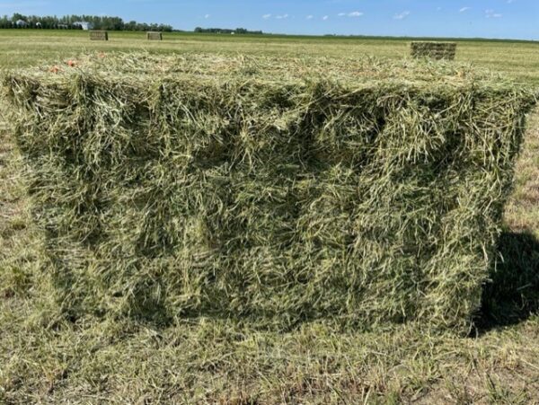 Small Square Hay Bales Bundled